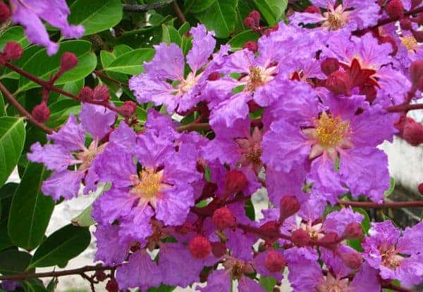 Bán cây bằng lăng tím tại Bình Long