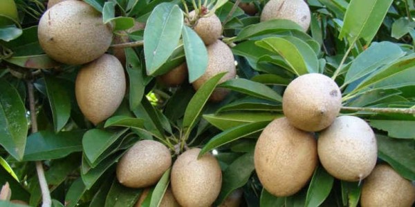 Bán cây hồng xiêm cổ thụ tại Phước Long