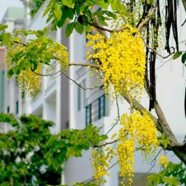 Bán cây osaka vàng tại Bình Long