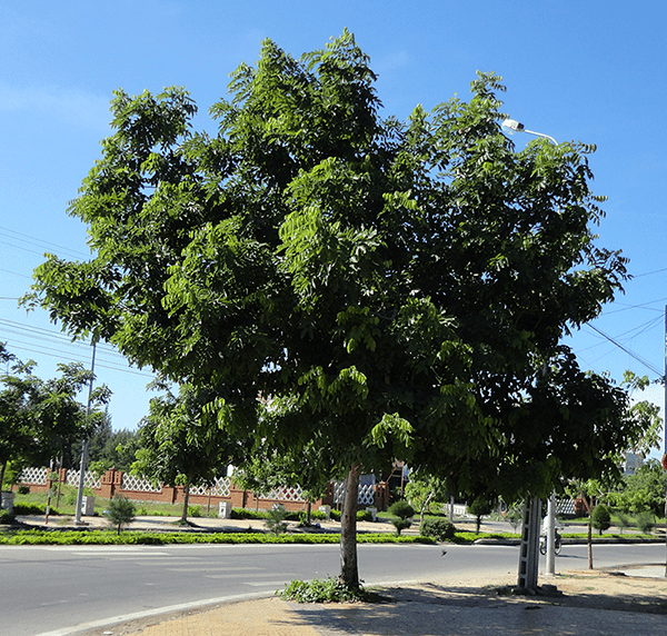 Bán cây sao đen công trình tại Bình Long