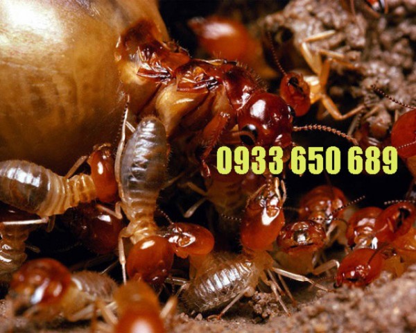 Bạn đang tìm công ty diệt mối và côn trùng chất lượng ở Hồ Chí Minh?