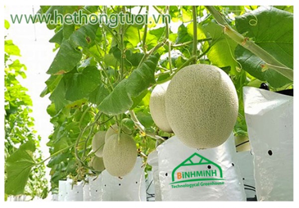 Bao đựng túi giá thể, túi pe giá rẻ, túi nhựa trồng cây, bán túi pe trồng cây, túi bầu trồng cây