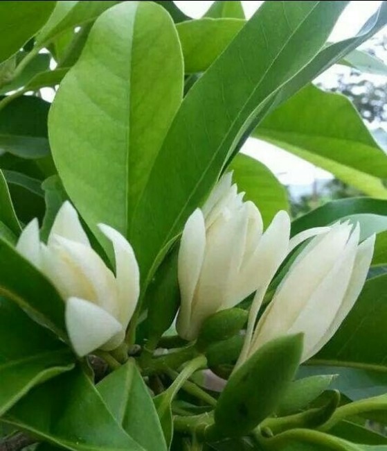 Báo giá cây hoa ngọc lan