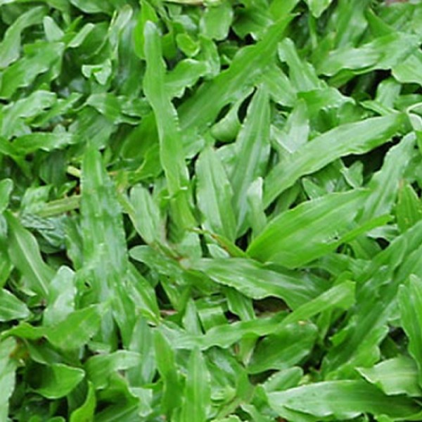 Báo giá trồng cỏ lá gừng tại Chơn Thành