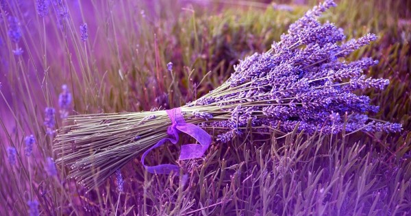 Bảo quản hoa Lavender rất đơn giản