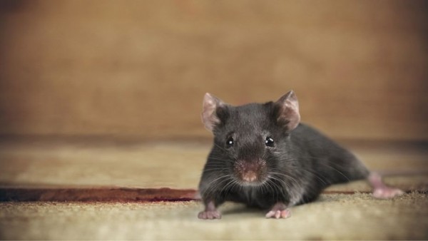 Bật mí cho những cách đuổi chuột ra khỏi nhà một cách hiệu quả