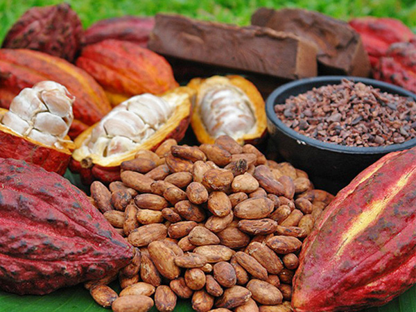 Bất ngờ trước những lợi ích quý giá của cacao