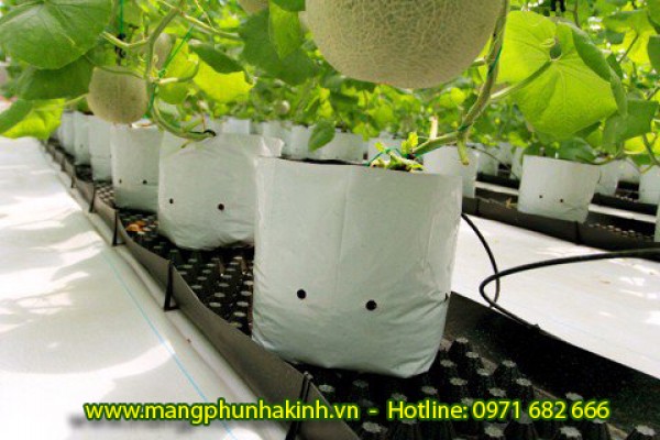 bạt nhà kính, lót nền nhà kính, bạt trải nền Bình Minh, bạt phủ đất, bạt trắng lót nền nhà kính