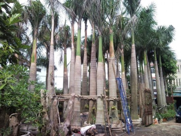 Các loại cây công trình tại Bình Long