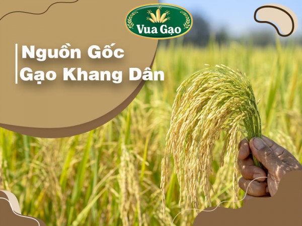 Các loại gạo khô xốp phổ biến dùng làm nguyên liệu sản xuất thực phẩm 
