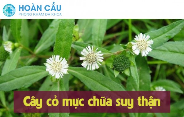 Cách sử dụng cỏ mực chữa suy thận 