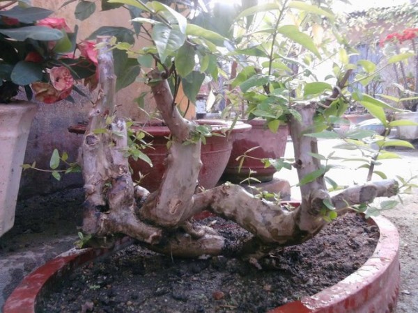 Cây bằng lăng bonsai tại Bình Long