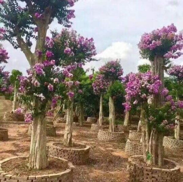 Cây bằng lăng ghép tường vy tại Bình Phước