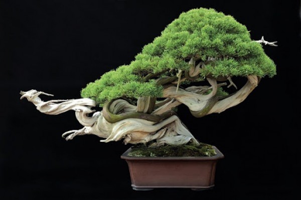 Cây bonsai ngày nay được sử dụng rất nhiều