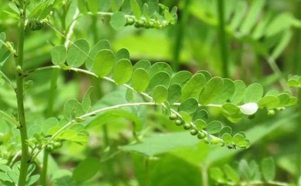 Cây diệp hạ châu là loại cây dược liệu dễ trồng