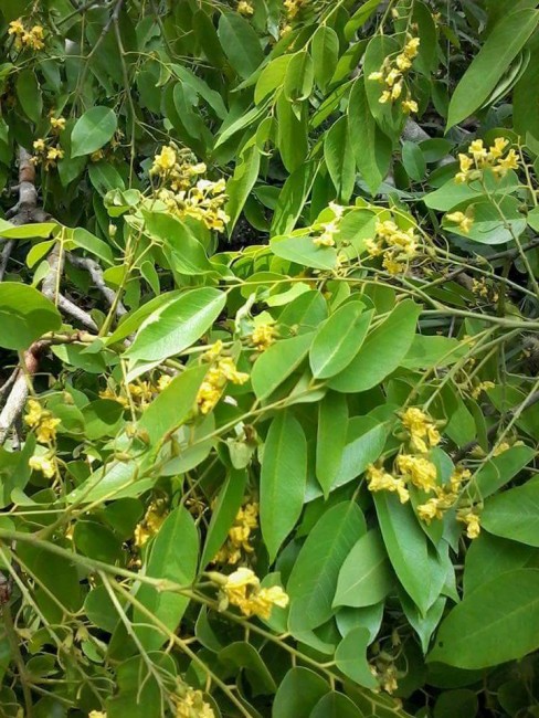 Cây giáng hương đỏ tại Bình Phước