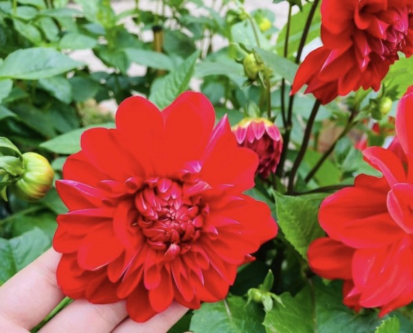 cây giống hoa thược dược