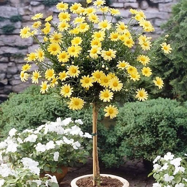 Cây hoa cúc thân gỗ tại Bình Phước