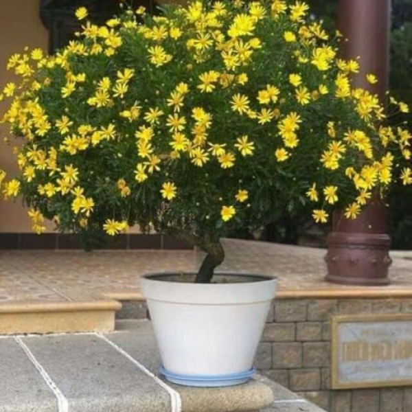 Cây hoa cúc thân gỗ tại Thanh Lương
