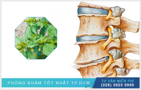 Cây rau dền gai chữa gai cột sống 