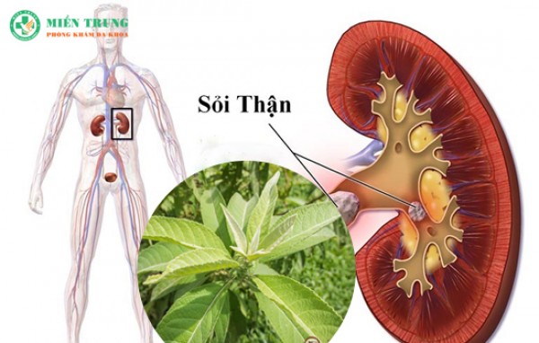 Cây từ bi chữa bệnh gì?