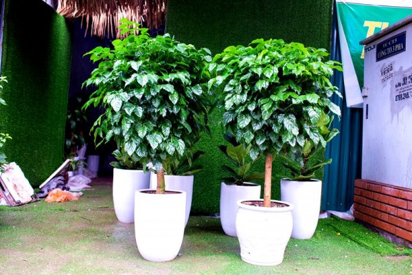 Chậu cây hạnh phúc xanh mát giá rẻ | Megabiz Green