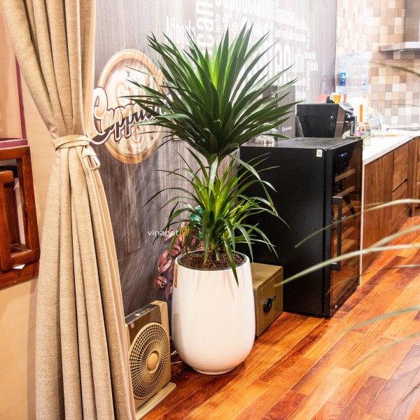 Chậu Composite Cao cấp Premier Ruby ROS 1,800,000₫ – 2,600,000₫