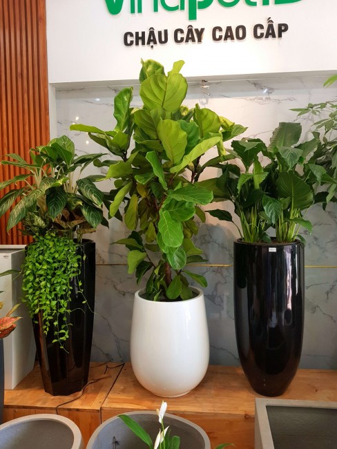 Chậu Composite Cao cấp Premier Ruby ROS 