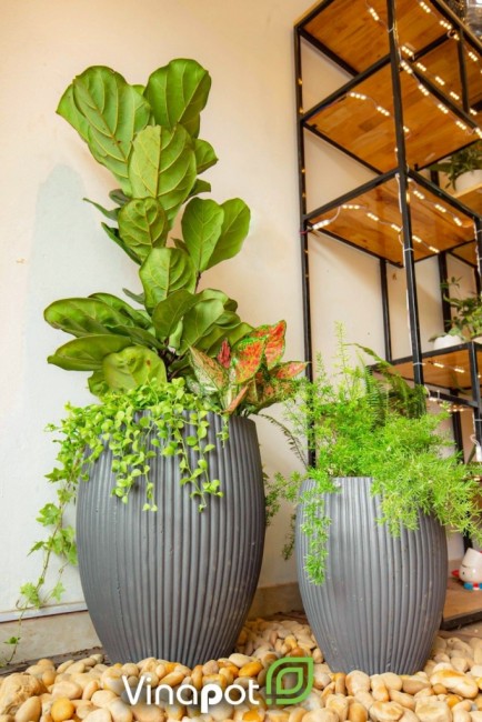 Chậu xi măng siêu nhẹ xuất khẩu Pear