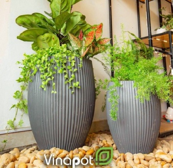 Chia sẻ mẫu chậu trồng cây xi măng nhẹ Pear