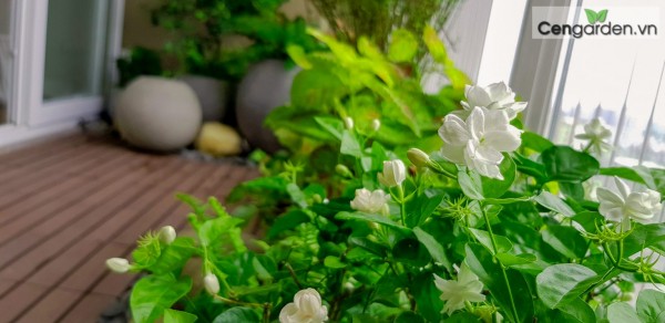Chia sẻ mẫu thiết kế lý tưởng phủ xanh ban công nhà bạn