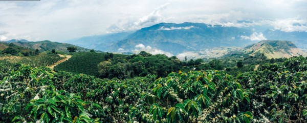 China and Vietnam need sustainable coffee farming