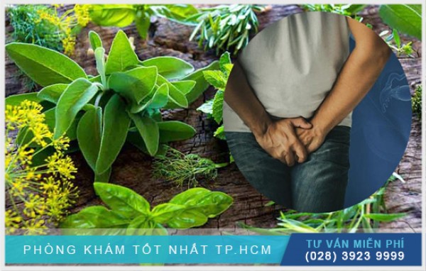 Chữa sỏi bàng quang bằng thuốc nam 