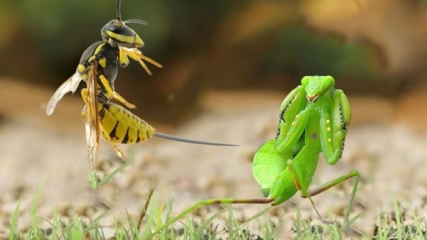 Có ai từng nghĩ ăn côn trùng sẽ tốt cho môi trường chưa?