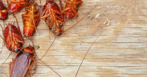 Côn trùng sẽ nhanh chóng biến mất với vài mẹo nhỏ đơn giản