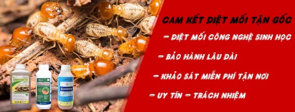 Công ty chuyên cung ứng thuốc diệt mối uy tín nhất.