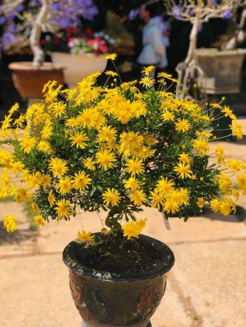 Cúc thân gỗ bonsai tại Chơn Thành