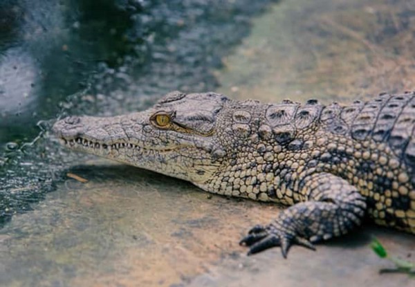 Da cá sấu là loại nguyên liệu da cao cấp