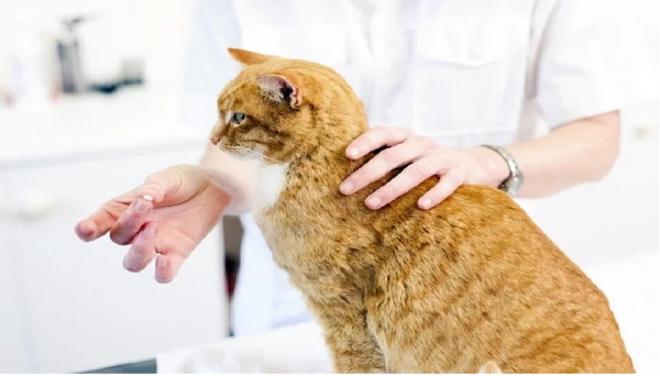 Đặc điểm bệnh ký sinh trùng máu ở mèo là như thế nào?