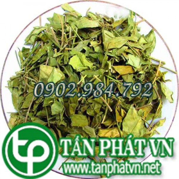 Dây thìa canh tại hcm uy tín cao 