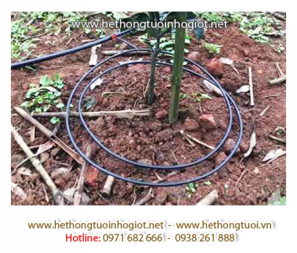 Dây tưới nhỏ giọt quanh gốc 8mm azud, ống tưới nhỏ giọt trồng bưởi, ống tưới quanh gốc cây ăn quả