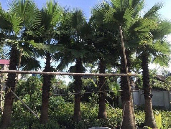 Dịch vụ trồng cây xanh, cây công trình