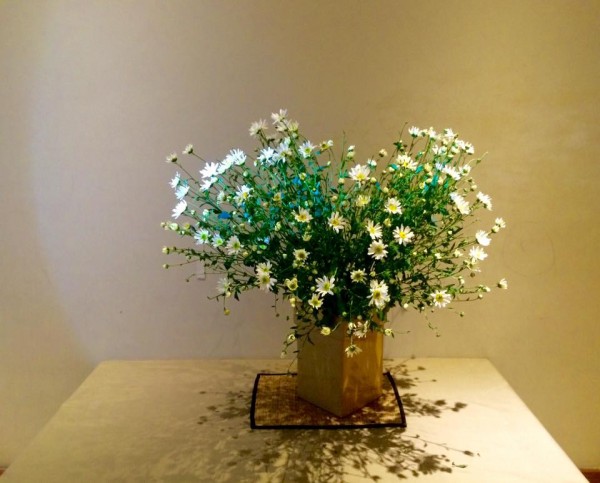 Điểm xuyết không gian sống bằng những bình cúc họa mi xinh xắn