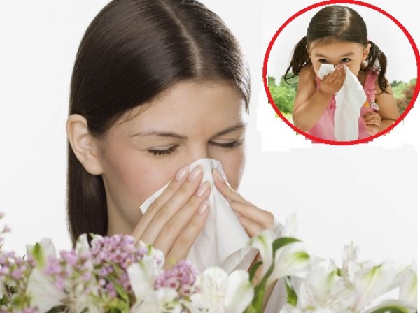 Điều gì xảy ra khi phấn hoa lọt vào mũi bạn?
