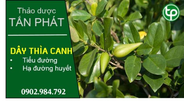 Dùng dây thìa canh giảm lượng đường hiệu quả tại nhà