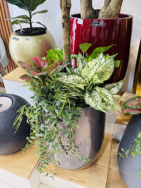 Giới thiệu mẫu chậu tự tưới cây ROS