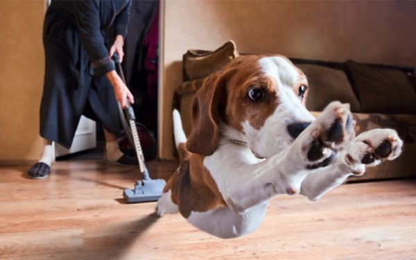 Hãy học cách dọn vệ sinh nhà để khử mùi hôi vật nuôi trong nhà bạn