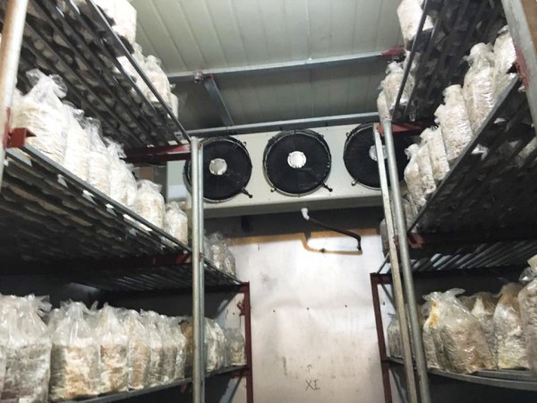 hoàn thiện kho lạnh bảo quản nấm tại Đà Lạt