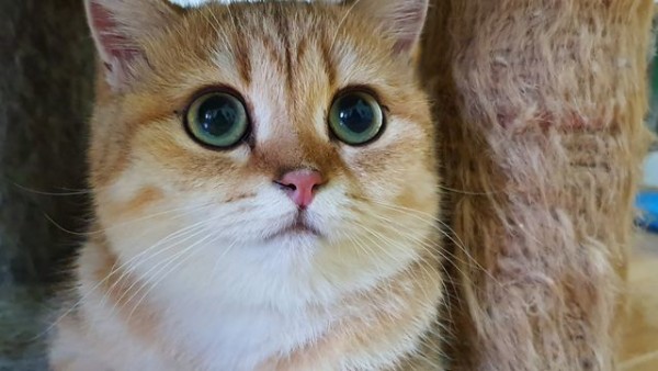 Hướng dẫn chơi tài xỉu Sicbo trực tuyến chi tiết