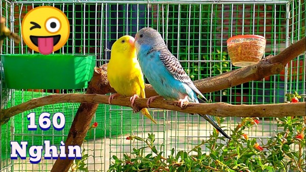 Hướng dẫn làm nhà cho yến phụng